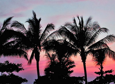 Sunset thru palm trees
