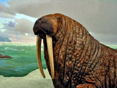Walrus, American Museum of Natural History