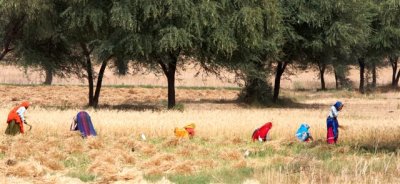 India Crop Workers.jpg