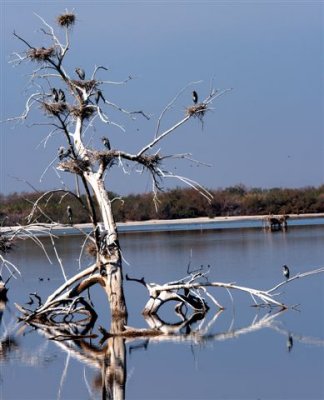 Saltan Sea Bird Family.jpg