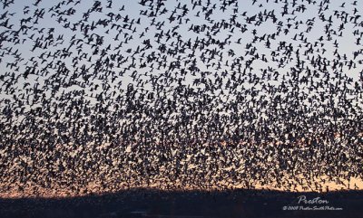 Nature Photography by Preston Smith