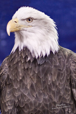 Patriot.jpg