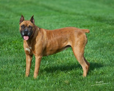 Liz the Boxer 1