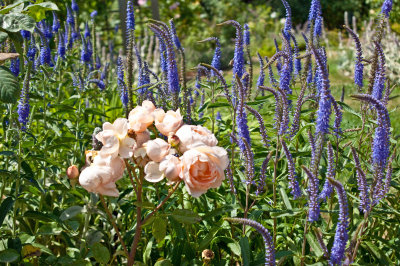 Descanso Gardens, La Canada, CA