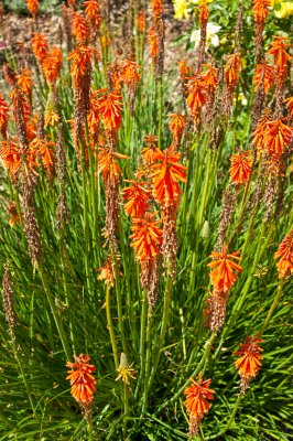 Descanso Gardens, La Canada, CA