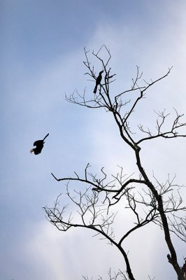 Hornbill, Kinabatangan river