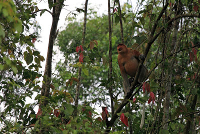 Proboscis monkey