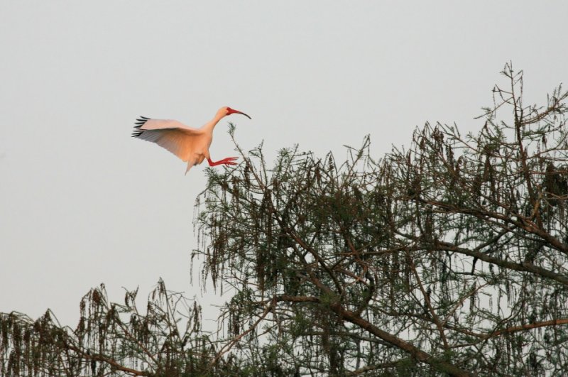 Birds005.jpg