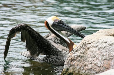 Pelican001.jpg