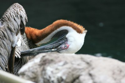 Pelican003.jpg