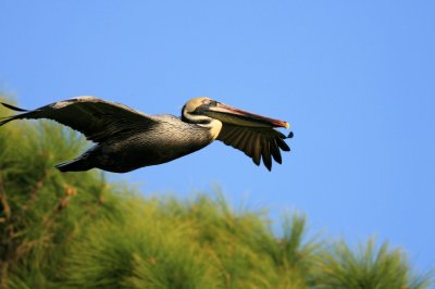 Pelican007.jpg