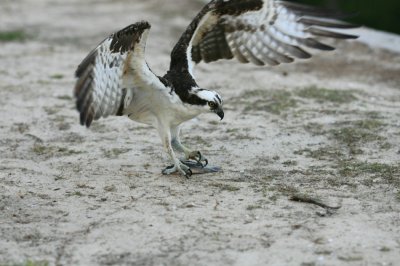 Osprey005.jpg