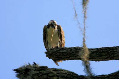 Osprey007.jpg