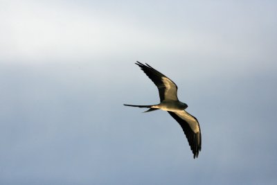 Osprey008.jpg