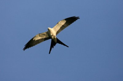 Osprey011.jpg