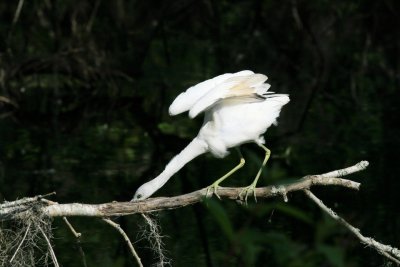 Birds002.jpg