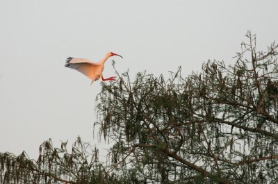 Birds005.jpg