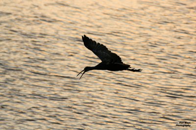 Tampa Birds