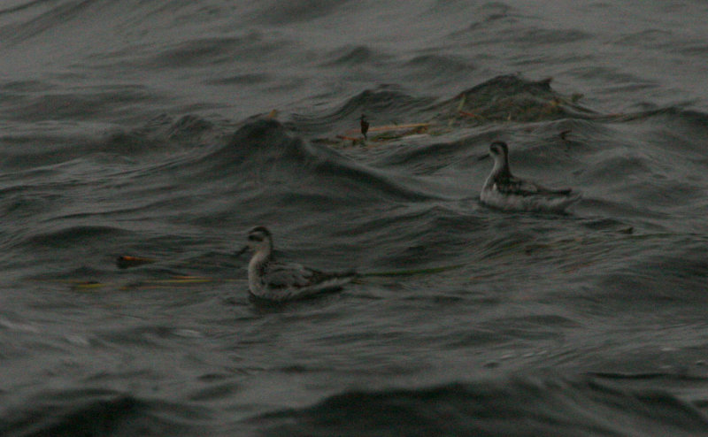 Phalaropes à bec large et étroit, Tadoussac