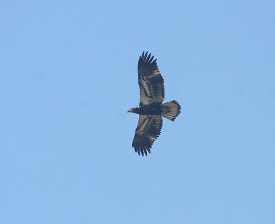 Pygargue à tête blanche juvénile, Bald Eagle (Tadoussac)