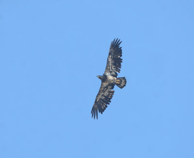 Pygargue  tte blanche (subadulte I), Bald Eagle  (Tadoussac)