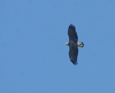 Pygargue à tête blanche (subadulte III) , Bald Eagle (Tadoussac)