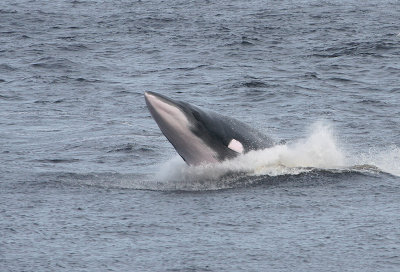 Petit Rorqual, Minke Whale (Tadoussac)