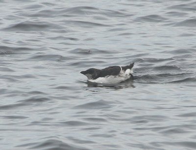 Petit Pingouin juvénile, Juvenile Razorbill