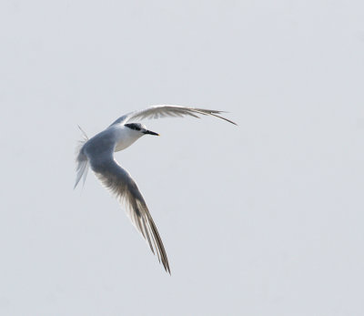 Sterne caugek, Sandwich Tern (Pointe de l'Islet, Tadoussac)