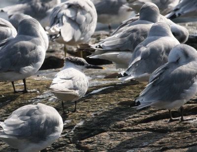 Sterne caugek, Sandwich Tern  (Pointe de l'Islet, Tadoussac)