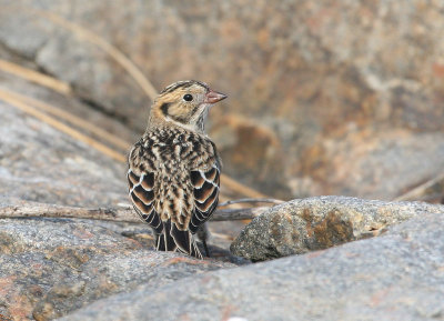 Bruant lapon, Lapland Longspur (Pointe de l'Islet, Tadoussac)
