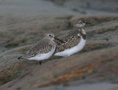 Bécasseau variable, Dunlin (Pointe de l'Islet, Tadoussac)