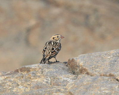 Bruant lapon, Lapland Longspur (Pointe de l'Islet, Tadoussac)