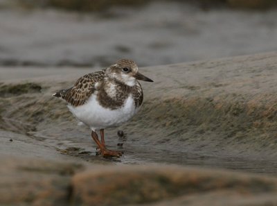 Tournepierre à collier, Ruddy Turnstone (Pointe de l'Islet, Tadoussac)