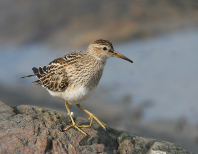 Bécasseau à poitrine cendrée, Pectoral Sandpiper (Pointe de l'Islet, Tadoussac)