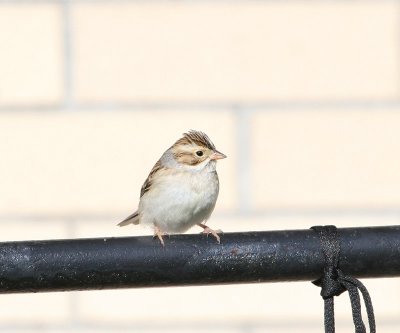 Bruant des plaines, Clay-colored Sparrow (Bergeronnes)