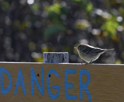Paruline des pins, Pine Warbler (Bergeronnes)