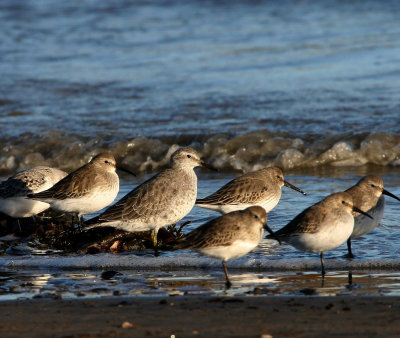 Bécasseau maubèche, Red Knot (Longue-Rive)