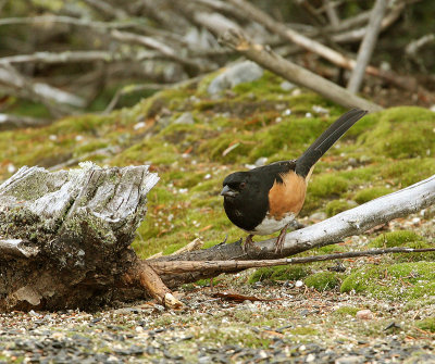 Tohi à flancs roux, Eastern Towhee(Tadoussac)