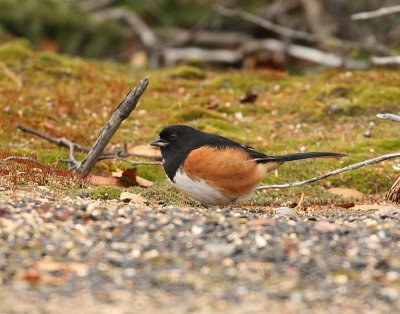 Tohi à flancs roux, Eastern Towhee(Tadoussac)
