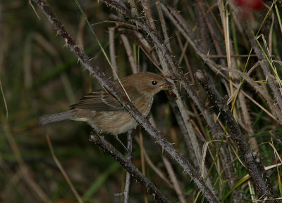 Passerin indigo, Indigo Bunting (Tadoussac)
