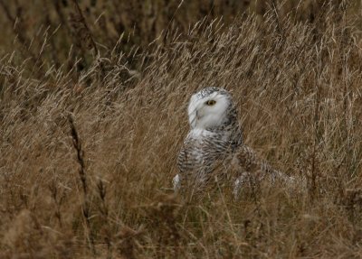 Harfang des neiges, Snowy Owl ((Tadoussac)