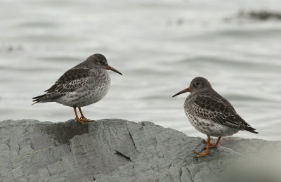 Bécasseau violet, Purple Sandpiper (Isle-aux-Coudres)