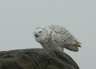 Harfang des neiges, Snowy Owl ((Isle-aux-Coudres)