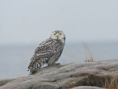 Harfang des neiges, Snowy Owl ((Les Escoumins)