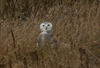 Harfang des neiges, Snowy Owl (Tadoussac)