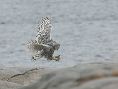 Harfang des neiges, Snowy Owl ( (Les Escoumins)