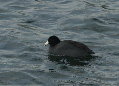 Foulque d'Amérique, American Coot (île Ste-Hélène)