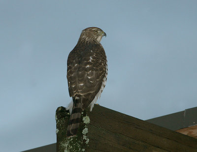 Épervier de Cooper, Cooper's Hawk (île Ste-Hélène)