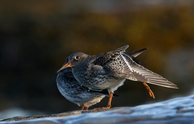Bécasseau violet , Purple Sandpiper (Tadoussac)